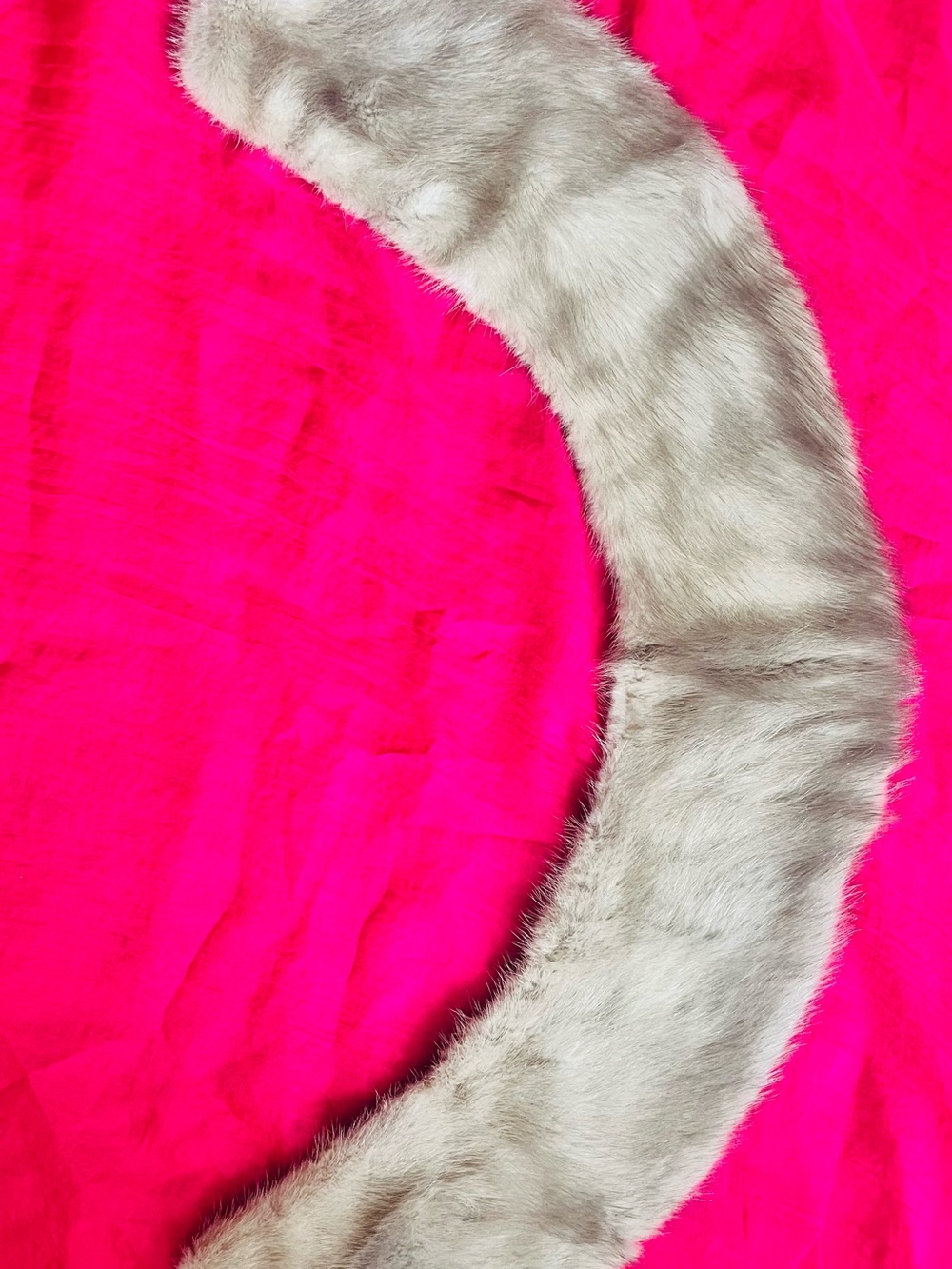 Neutral Faux Fur Collar / Scarf - Light Gray